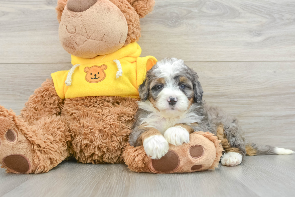 Cute Mini Bernedoodle Baby