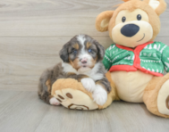 5 week old Mini Bernedoodle Puppy For Sale - Lone Star Pups