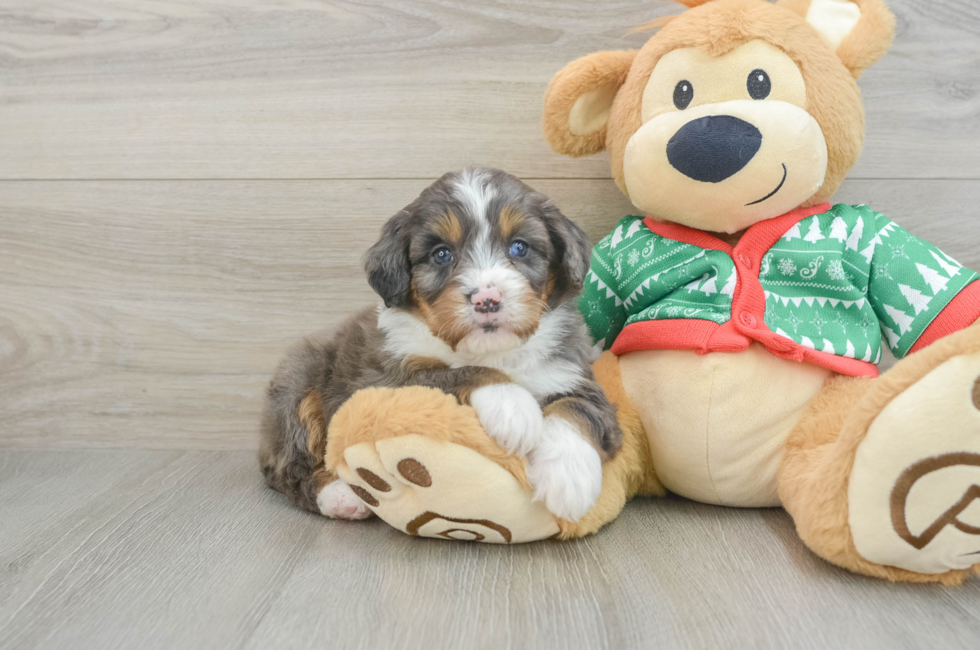 5 week old Mini Bernedoodle Puppy For Sale - Lone Star Pups