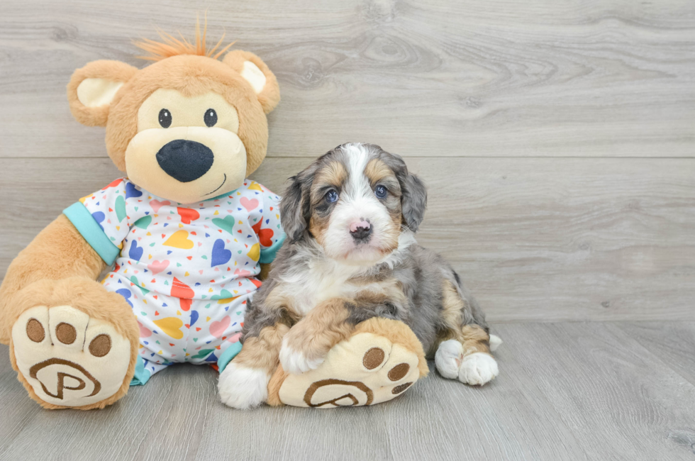 6 week old Mini Bernedoodle Puppy For Sale - Lone Star Pups