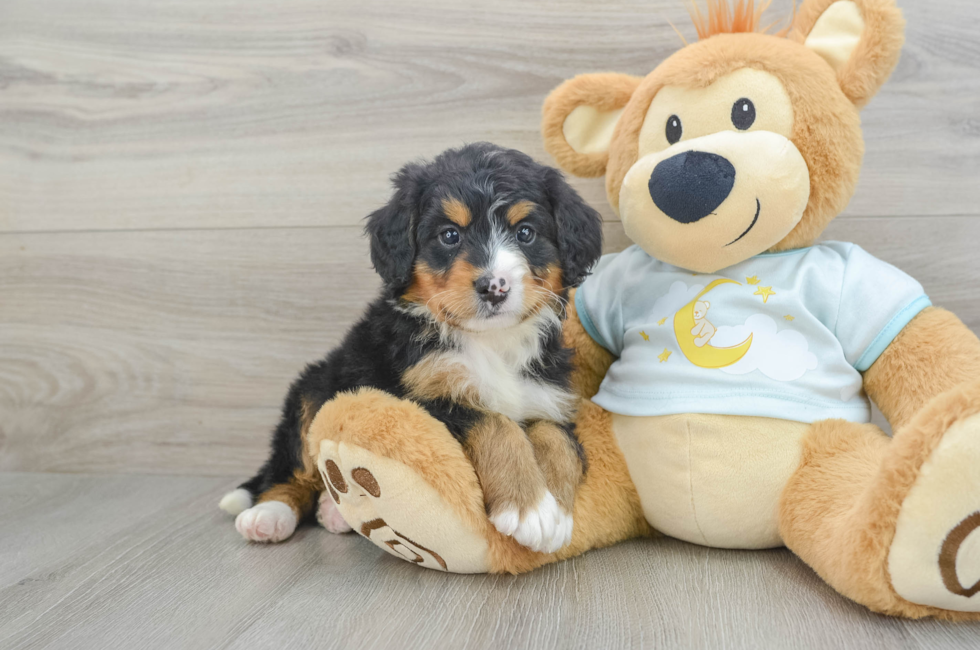 6 week old Mini Bernedoodle Puppy For Sale - Lone Star Pups