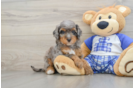 Mini Bernedoodle Pup Being Cute