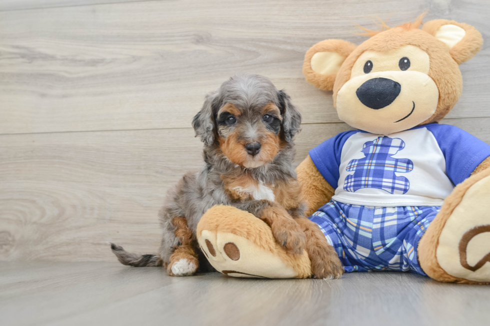 Mini Bernedoodle Pup Being Cute