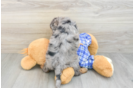 Energetic Mini Bernadoodle Poodle Mix Puppy
