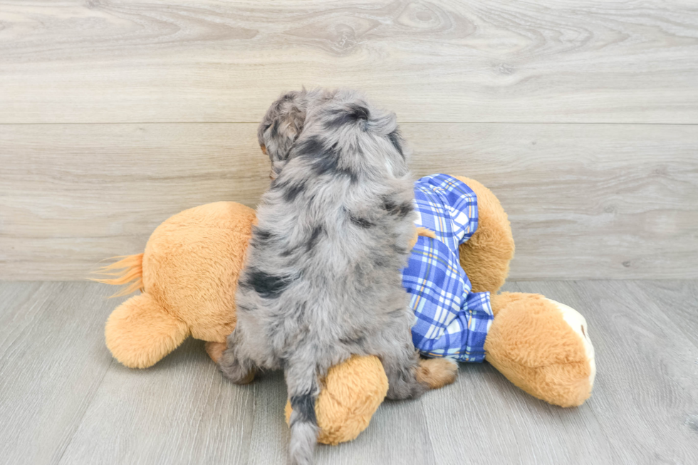 Energetic Mini Bernadoodle Poodle Mix Puppy