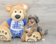 7 week old Mini Bernedoodle Puppy For Sale - Lone Star Pups