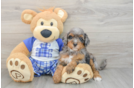 Petite Mini Bernedoodle Poodle Mix Pup