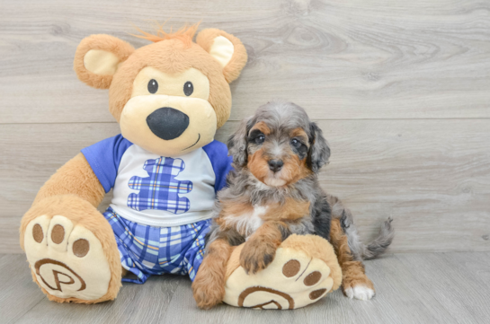 Petite Mini Bernedoodle Poodle Mix Pup