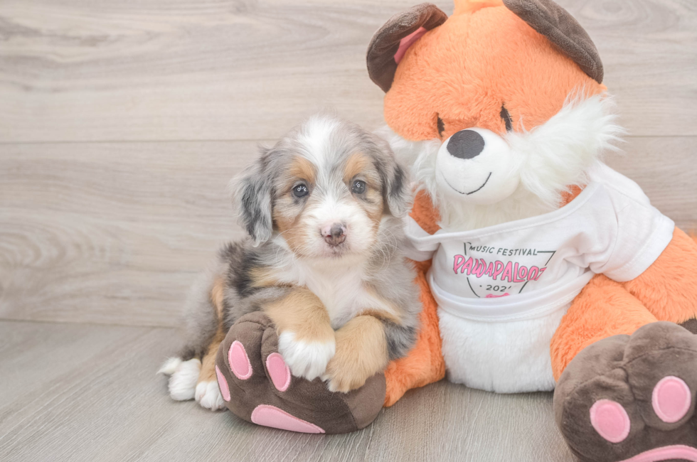 5 week old Mini Bernedoodle Puppy For Sale - Lone Star Pups