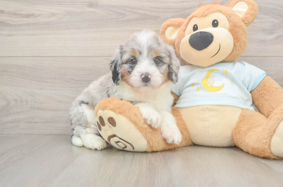 5 week old Mini Bernedoodle Puppy For Sale - Lone Star Pups
