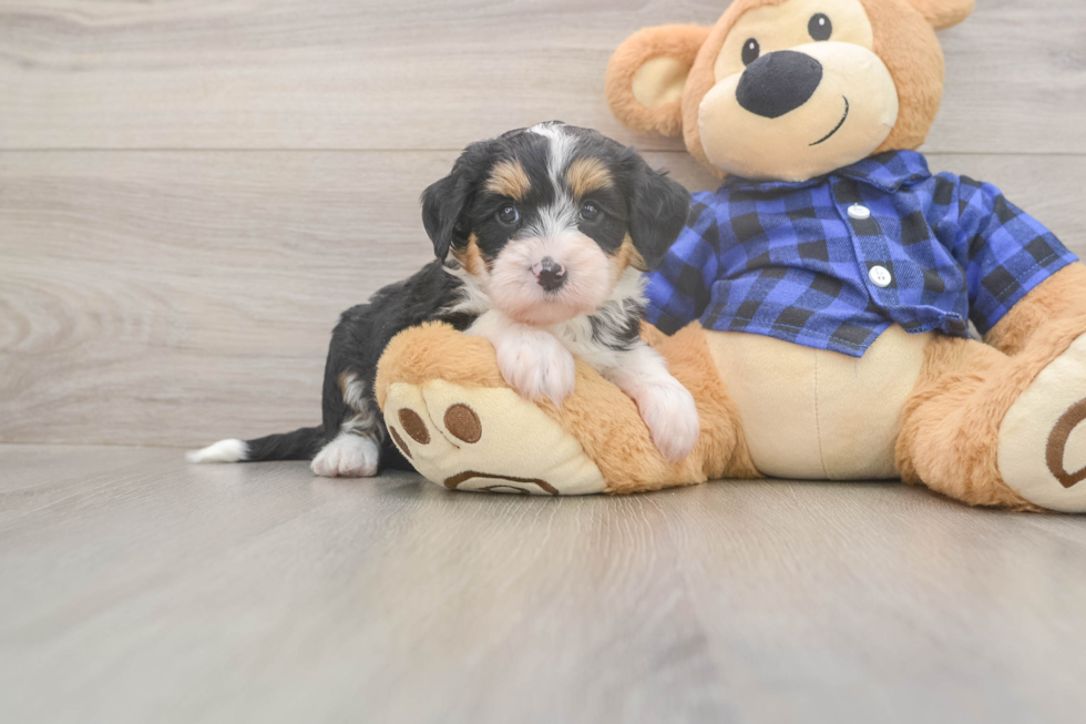 Meet Divine - our Mini Bernedoodle Puppy Photo  2/3 - Lone Star Pups Sweet Mini Bernedoodle Baby