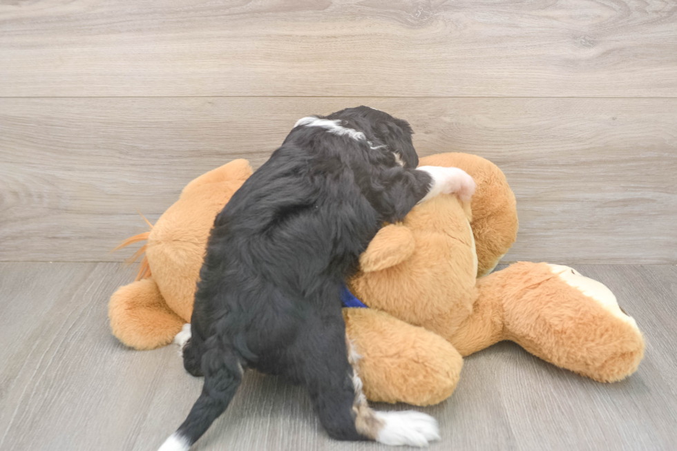 Meet Divine - our Mini Bernedoodle Puppy Photo  3/3 - Lone Star Pups Little Mini Bernesepoo Poodle Mix Puppy