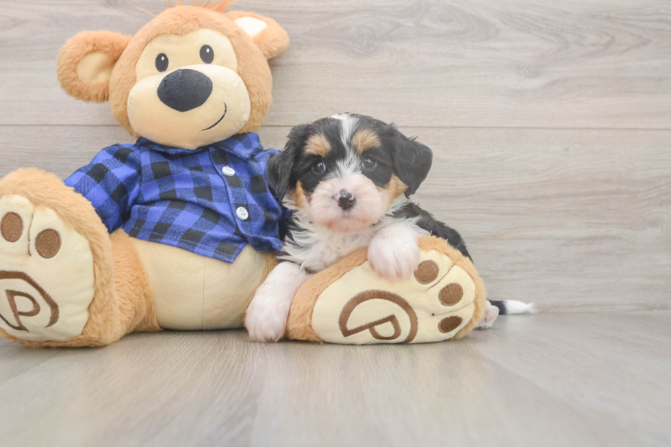 Meet Divine - our Mini Bernedoodle Puppy Photo  1/3 - Lone Star Pups Mini Bernedoodle Pup Being Cute