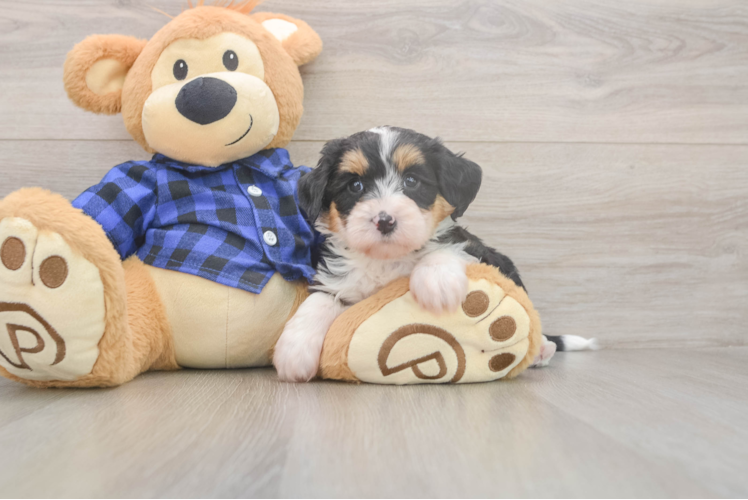 Meet Divine - our Mini Bernedoodle Puppy Photo  1/3 - Lone Star Pups Mini Bernedoodle Pup Being Cute