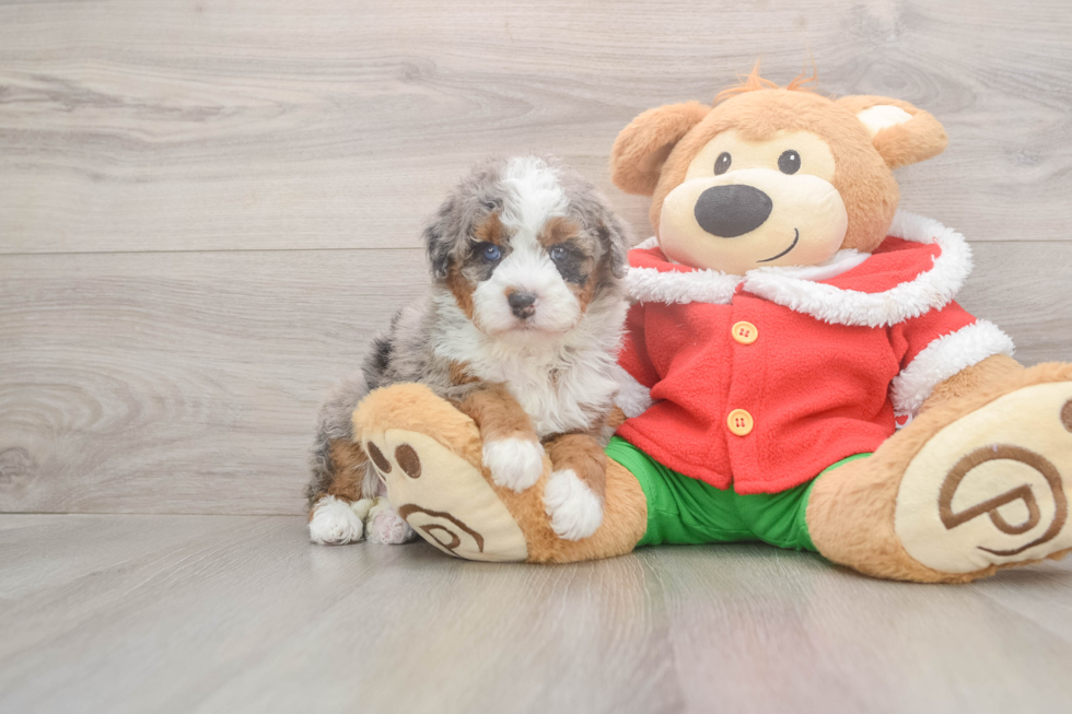 Best Mini Bernedoodle Baby
