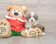 5 week old Mini Bernedoodle Puppy For Sale - Lone Star Pups
