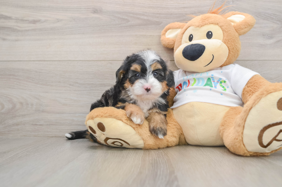 Petite Mini Bernedoodle Poodle Mix Pup