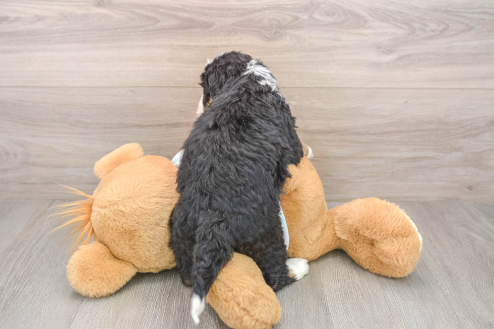 Playful Mini Bernesedoodle Poodle Mix Puppy