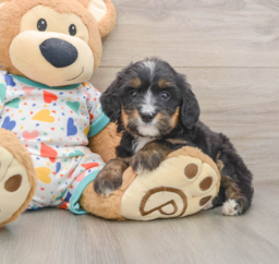 6 week old Mini Bernedoodle Puppy For Sale - Lone Star Pups