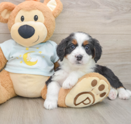 8 week old Mini Bernedoodle Puppy For Sale - Lone Star Pups