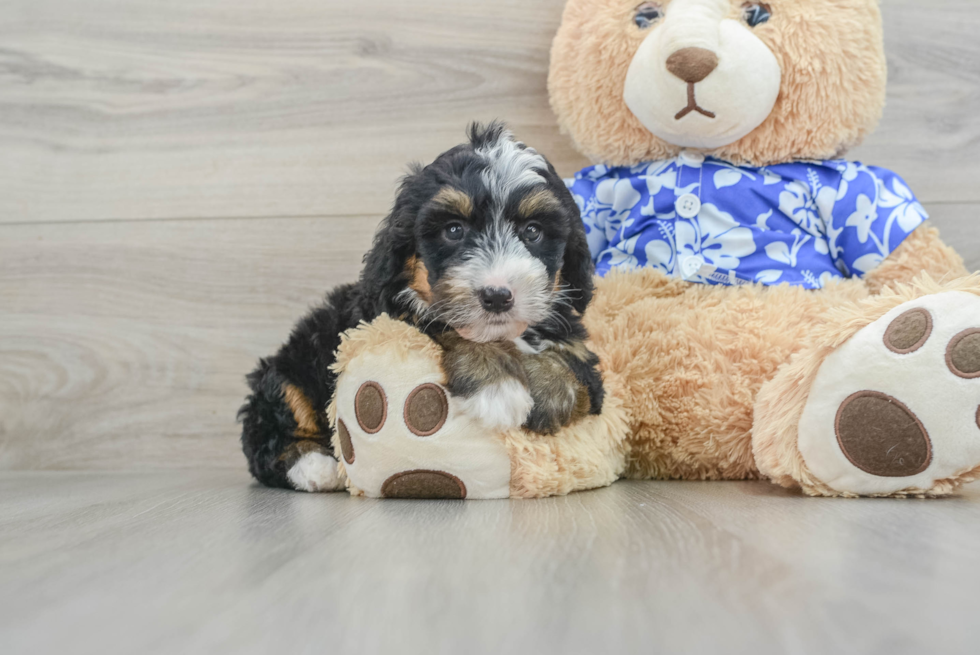 Funny Mini Bernedoodle Poodle Mix Pup