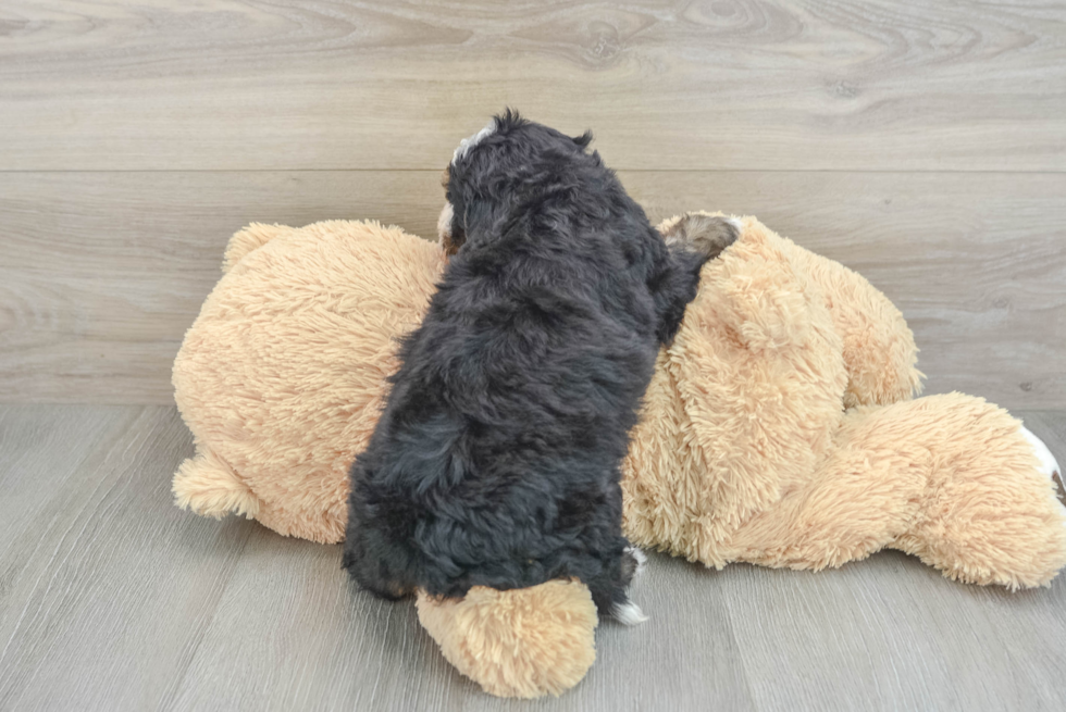 Mini Bernedoodle Puppy for Adoption