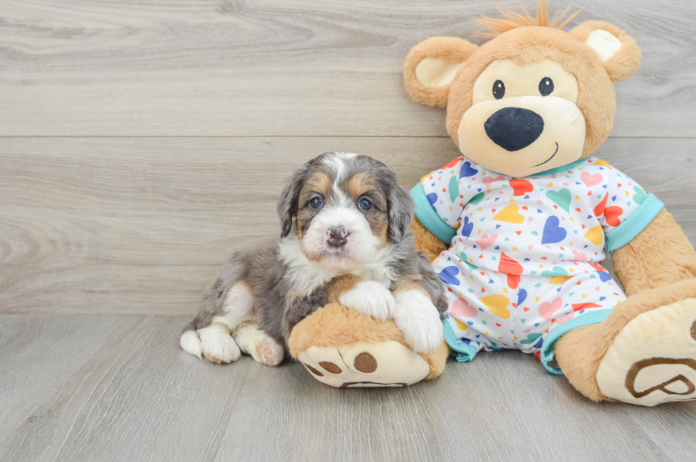 6 week old Mini Bernedoodle Puppy For Sale - Lone Star Pups