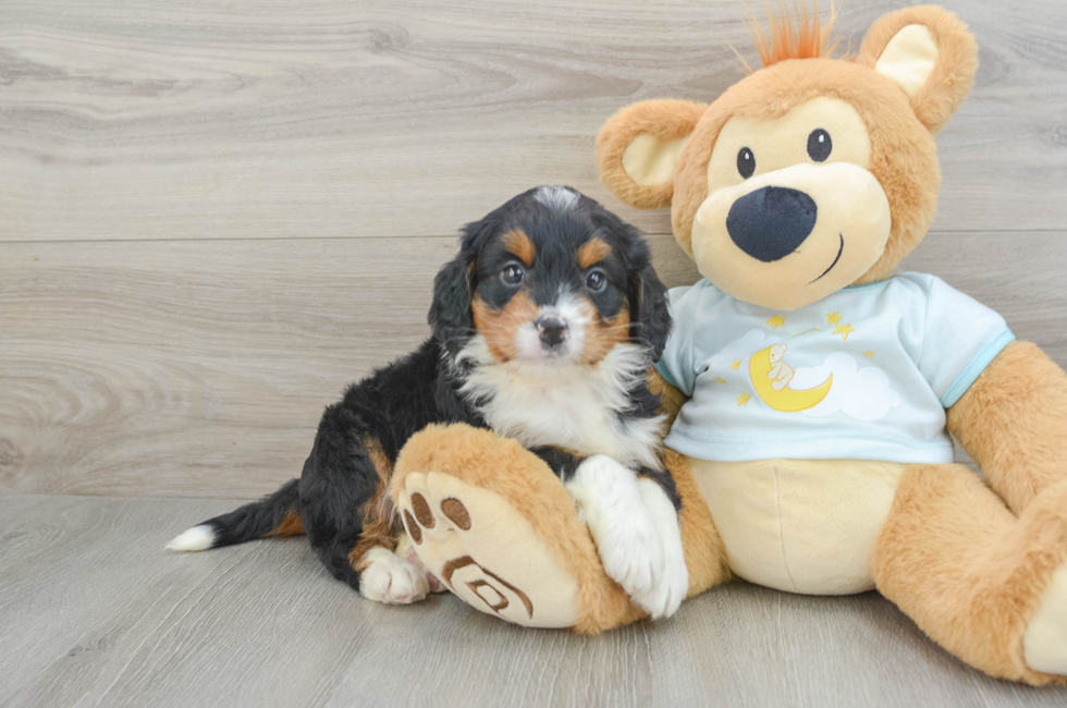 6 week old Mini Bernedoodle Puppy For Sale - Lone Star Pups