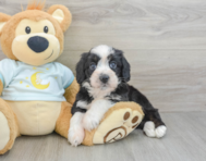 8 week old Mini Bernedoodle Puppy For Sale - Lone Star Pups