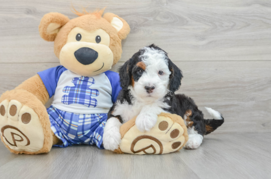 Best Mini Bernedoodle Baby