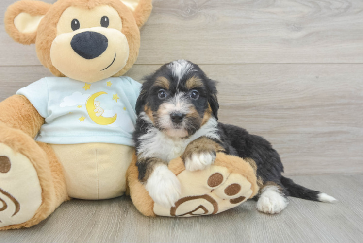 Fluffy Mini Bernedoodle Poodle Mix Pup