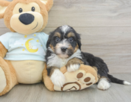 7 week old Mini Bernedoodle Puppy For Sale - Lone Star Pups