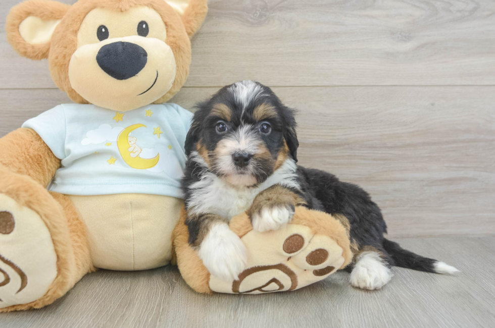 6 week old Mini Bernedoodle Puppy For Sale - Lone Star Pups