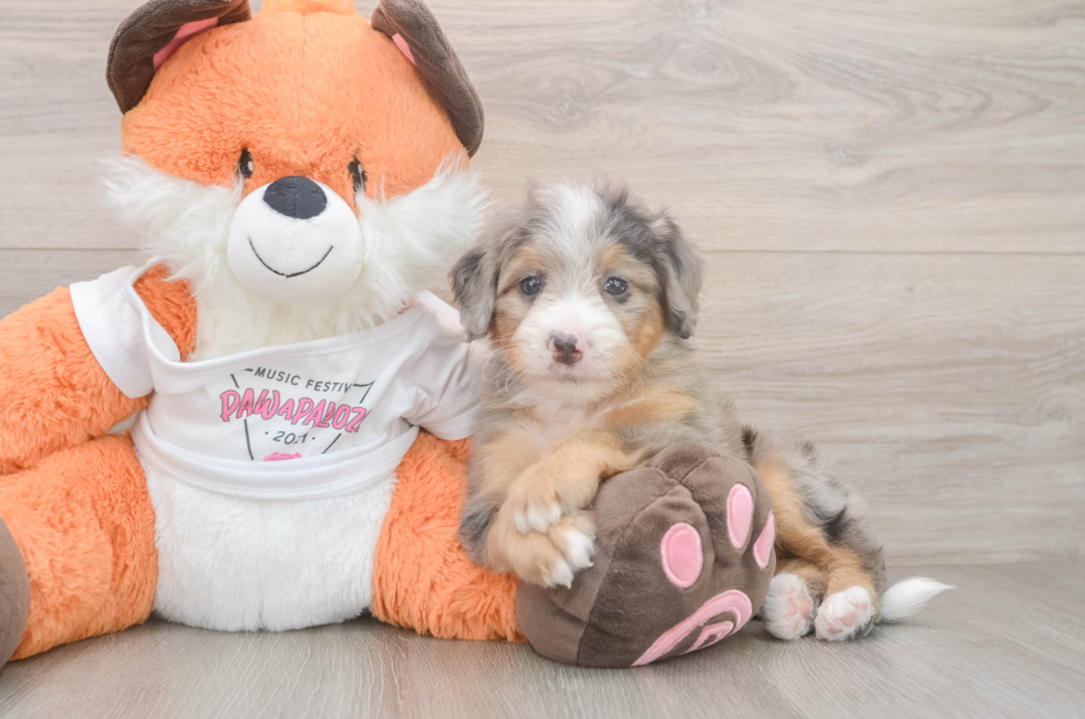 5 week old Mini Bernedoodle Puppy For Sale - Lone Star Pups