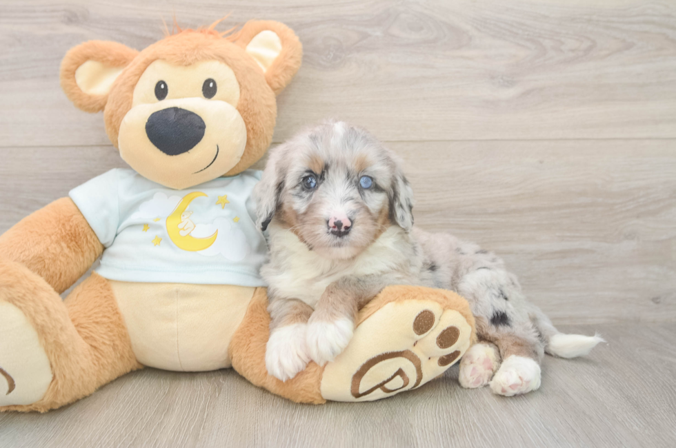 5 week old Mini Bernedoodle Puppy For Sale - Lone Star Pups