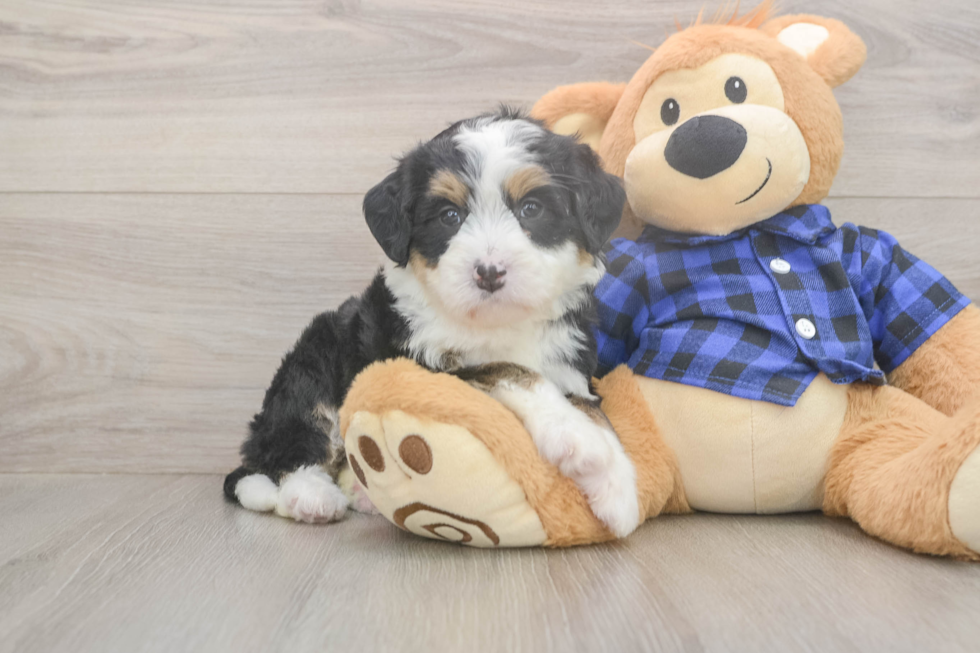 Meet Dora - our Mini Bernedoodle Puppy Photo  2/3 - Lone Star Pups Hypoallergenic Mini Bernesedoodle Poodle Mix Puppy