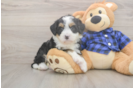 Meet Dora - our Mini Bernedoodle Puppy Photo  2/3 - Lone Star Pups Hypoallergenic Mini Bernesedoodle Poodle Mix Puppy