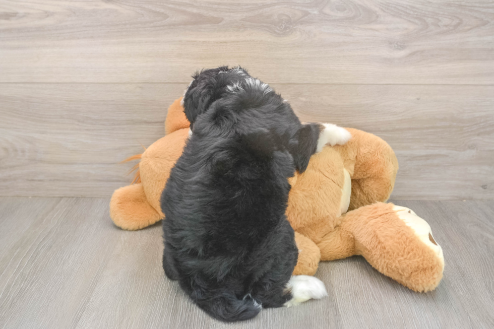 Meet Dora - our Mini Bernedoodle Puppy Photo  3/3 - Lone Star Pups Playful Mini Bernepoo Poodle Mix Puppy