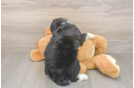 Meet Dora - our Mini Bernedoodle Puppy Photo  3/3 - Lone Star Pups Playful Mini Bernepoo Poodle Mix Puppy