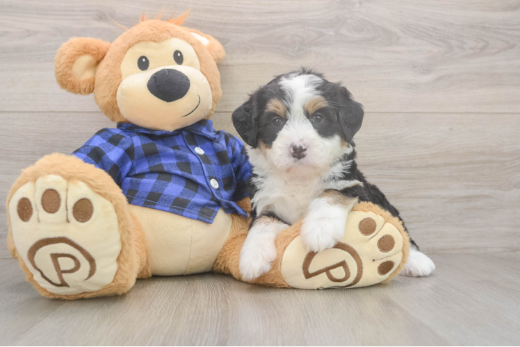 Best Mini Bernedoodle Baby