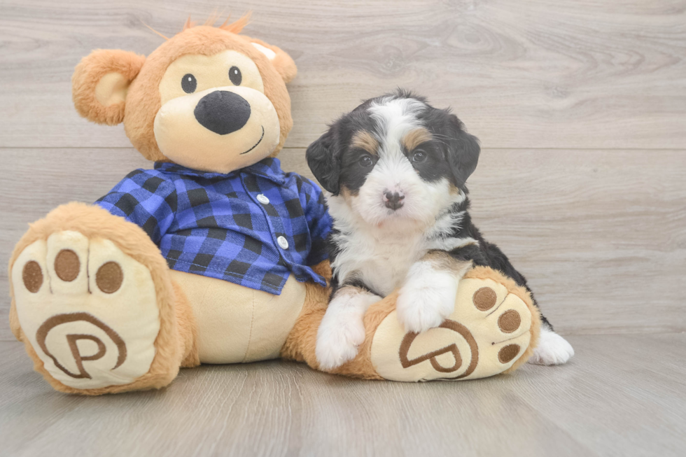 Meet Dora - our Mini Bernedoodle Puppy Photo  1/3 - Lone Star Pups Best Mini Bernedoodle Baby