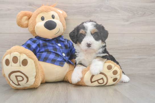 6 week old Mini Bernedoodle Puppy For Sale - Lone Star Pups Best Mini Bernedoodle Baby