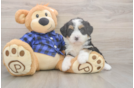 Meet Dora - our Mini Bernedoodle Puppy Photo  1/3 - Lone Star Pups Best Mini Bernedoodle Baby