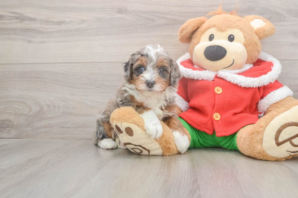 5 week old Mini Bernedoodle Puppy For Sale - Lone Star Pups