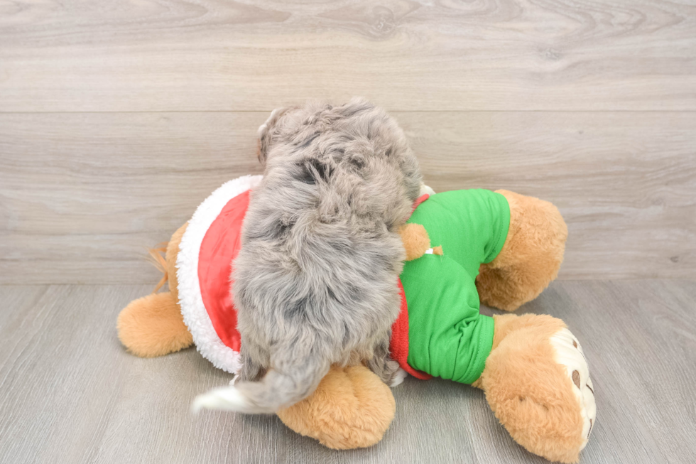 Mini Bernedoodle Pup Being Cute