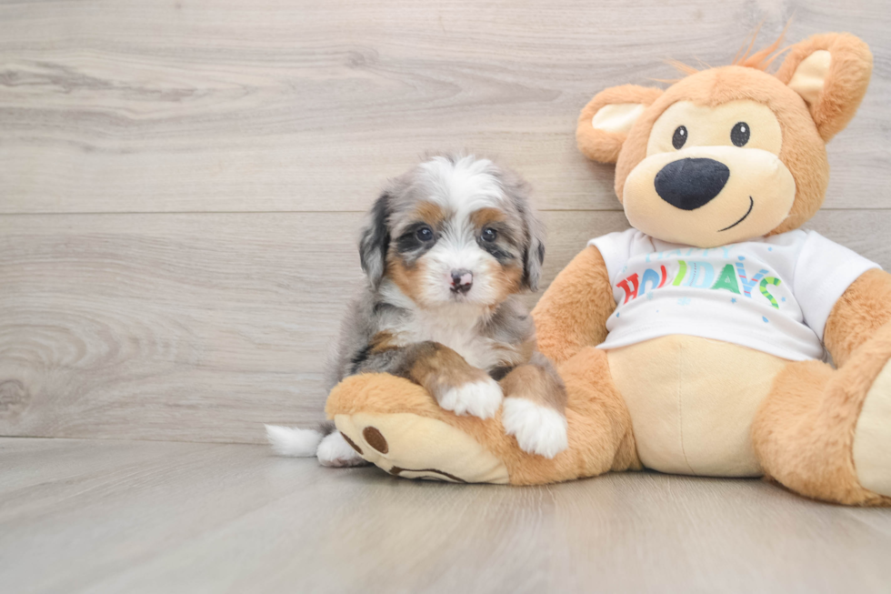 Petite Mini Bernedoodle Poodle Mix Pup