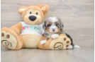 Mini Bernedoodle Pup Being Cute