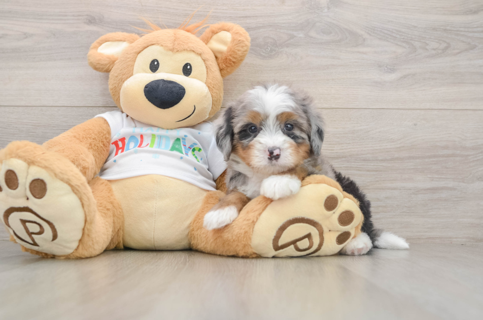 5 week old Mini Bernedoodle Puppy For Sale - Lone Star Pups