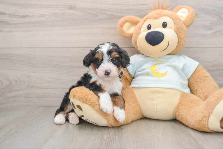 Sweet Mini Bernedoodle Baby