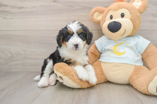 Mini Bernedoodle Puppy for Adoption